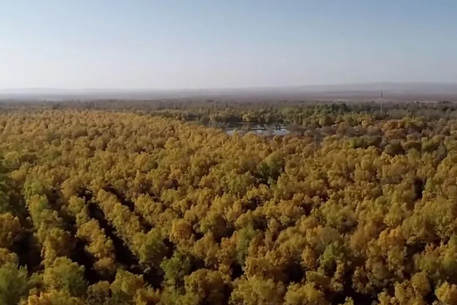 China acelera a ‘Grande Muralha verde’ com IA